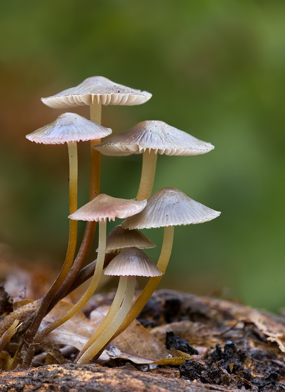 2009 (10) OCTOBER Fungi 